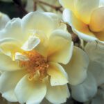 Klimroos Rosa Lykkefund 4 liter pot (Rambler)