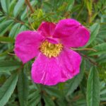 Rosa Nitida in 4 liter pot