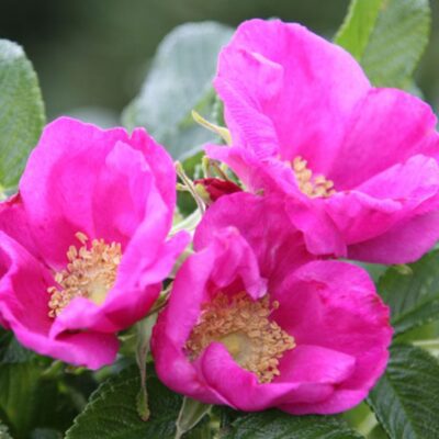 Rosa Rugosa Rubra kale wortel