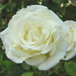 Rosa Paul's Lemon Pillar