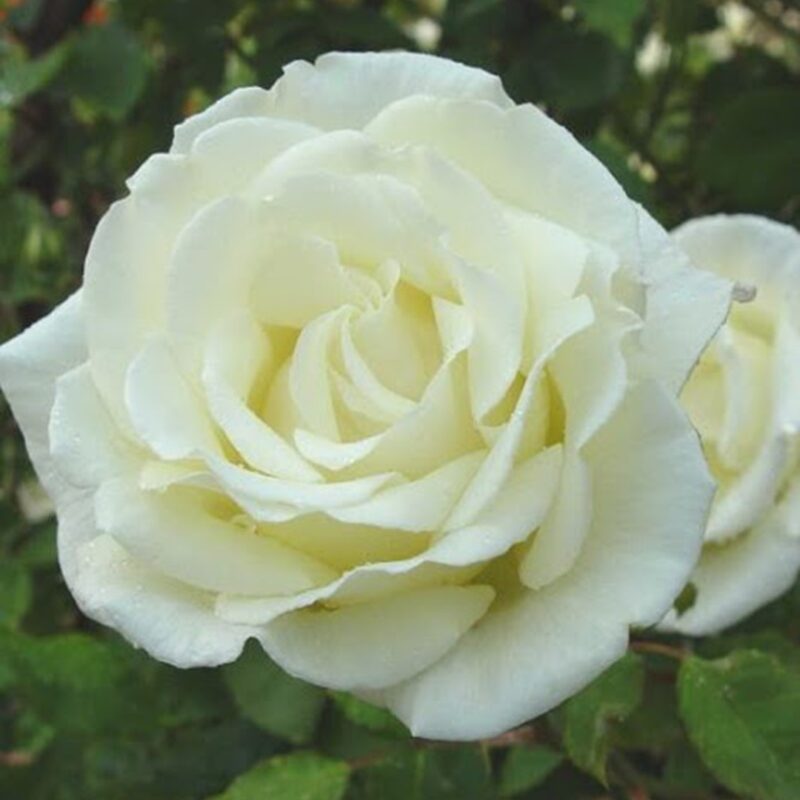 Rosa Paul's Lemon Pillar