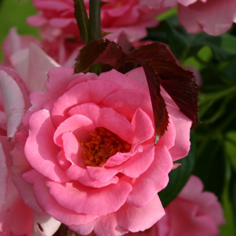 Klimroos 'Bantry Bay' kale wortel