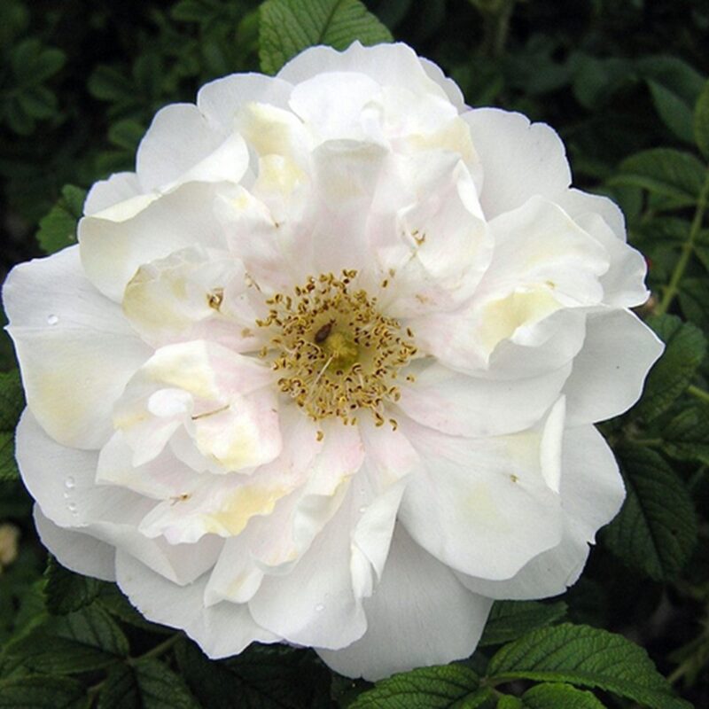 Rosa Blanc Double de Coubert Kale wortel