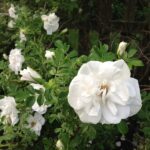 Rosa Blanc Double de Coubert Kale wortel