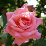 Rosa Compassion kale wortel