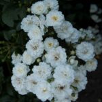 Klimroos 'Rosa Guirlande d'Amour' kale wortel