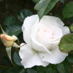 Rosa Margaret Merril kale wortel