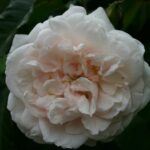 Klimroos 'Rosa Mme Alfred Carriere' kale wortel