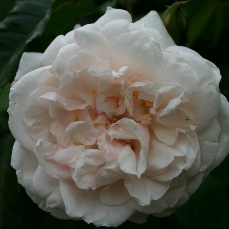 Klimroos 'Rosa Mme Alfred Carriere' kale wortel
