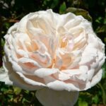 Klimroos 'Rosa Mme Alfred Carriere' kale wortel