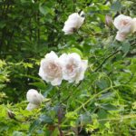 Klimroos 'Rosa Mme Alfred Carriere' kale wortel