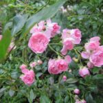 Rosa The Fairy kale wortel