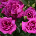 Rosa Bluenette kale wortel