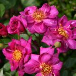 Rosa Bluenette kale wortel