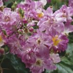 Rosa Veilchenblau kale wortel