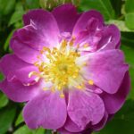 Rosa Veilchenblau kale wortel