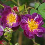 Rosa Veilchenblau kale wortel