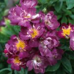 Rosa Veilchenblau kale wortel