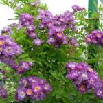 Rosa Veilchenblau kale wortel