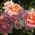 Rosa Alchemist kale wortel