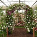 Romantische rozenboog 'Portofino'