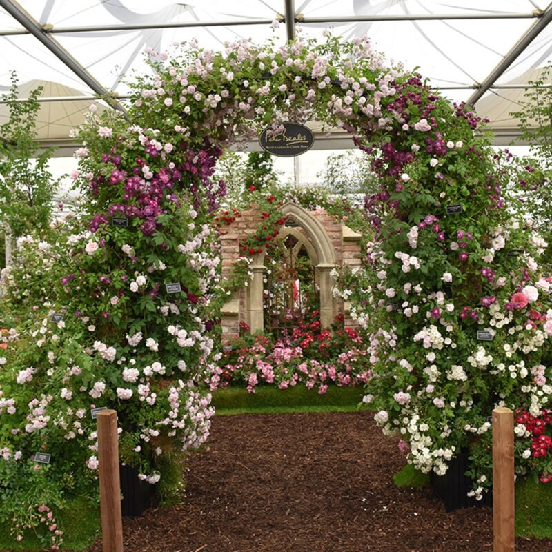 Romantische rozenboog 'Portofino'