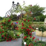 Victoriaanse rozenboog 'Kiftsgate'