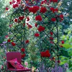 Victoriaanse rozenboog 'Kiftsgate'