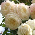 klimroos 'Alaska' in 4 liter pot