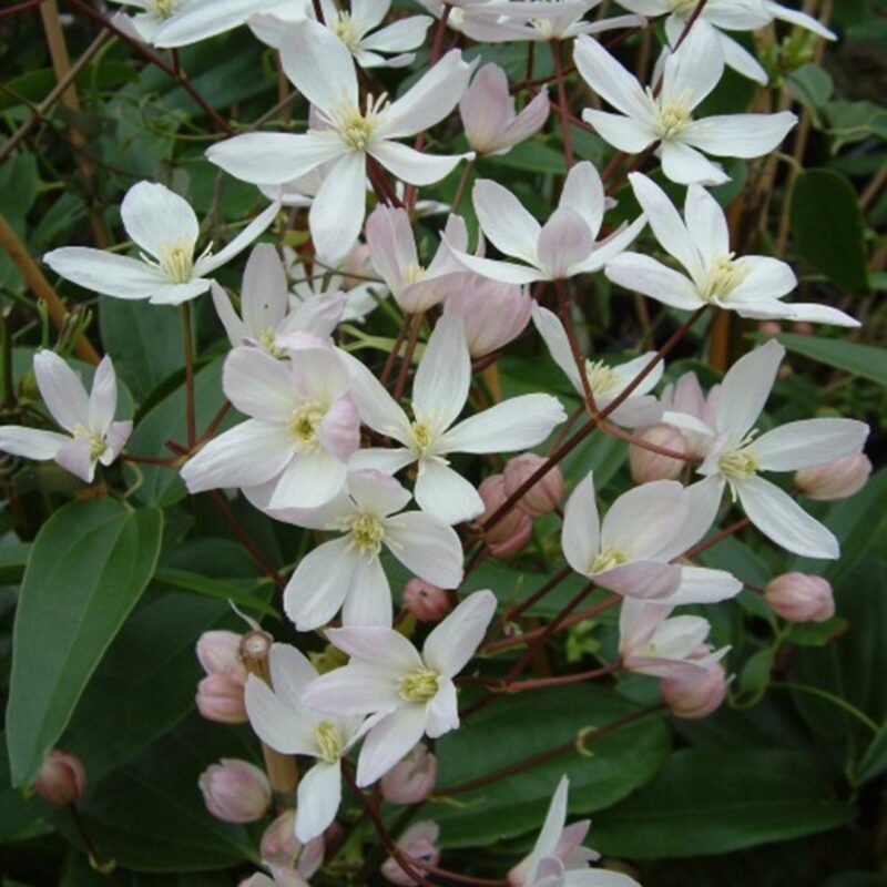 Clematis armandii Apple Blossom