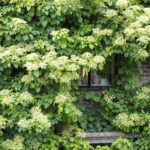 Hydrangea anomala petiolaris