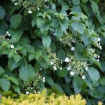 Hydrangea anomala petiolaris