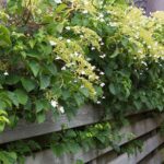 Hydrangea anomala petiolaris