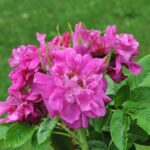 Rugosa Hansa kale wortel