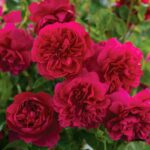 Rosa Thomas a Becket in pot in 4 liter pot