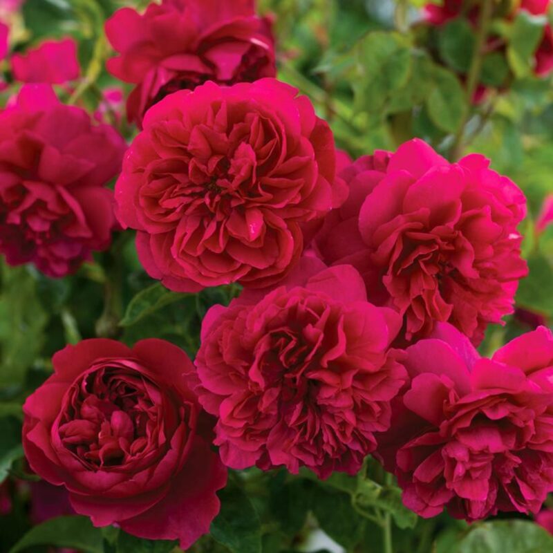 Rosa Thomas a Becket in pot in 4 liter pot