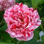 Rosa Ferdinand Pichard kale wortel