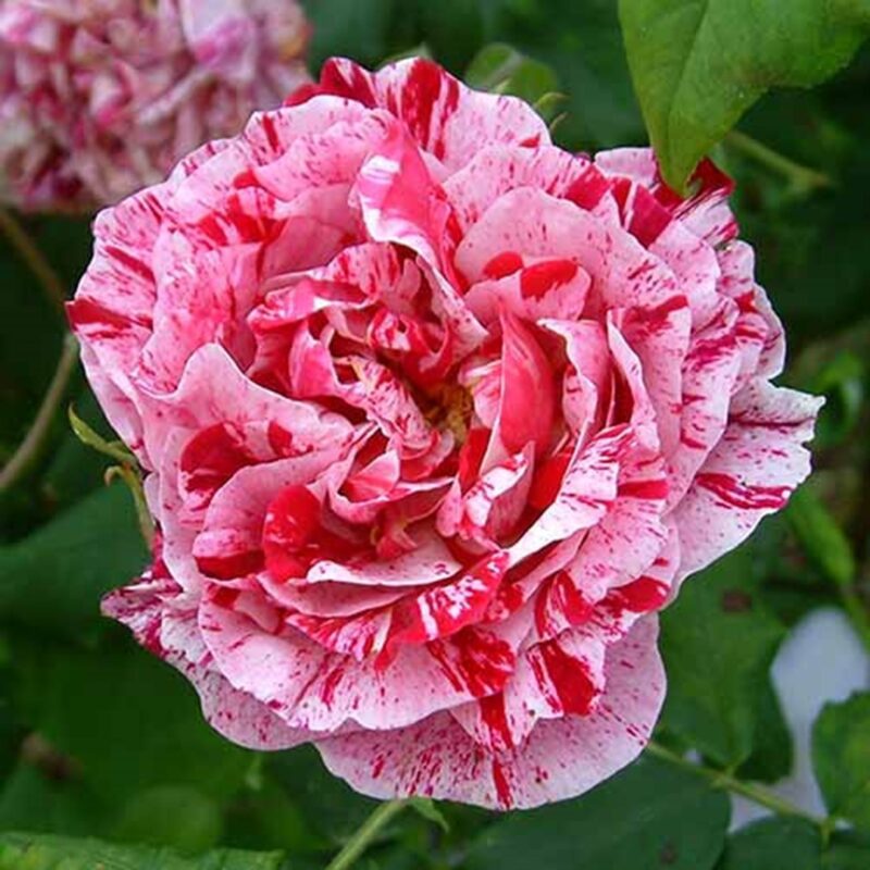 Rosa Ferdinand Pichard kale wortel