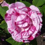 Rosa Ferdinand Pichard kale wortel