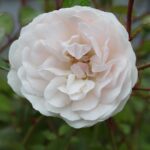 Rosa Swany kale wortel