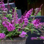 Buddleja Davidii 'Free Petite Dark Pink'