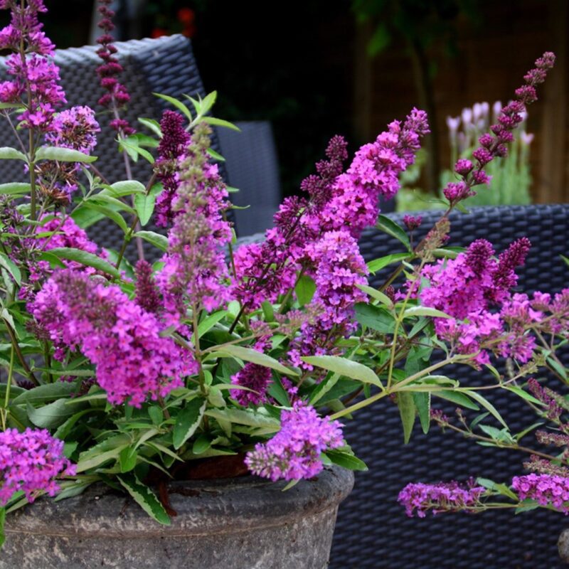 Buddleja Davidii 'Free Petite Dark Pink'
