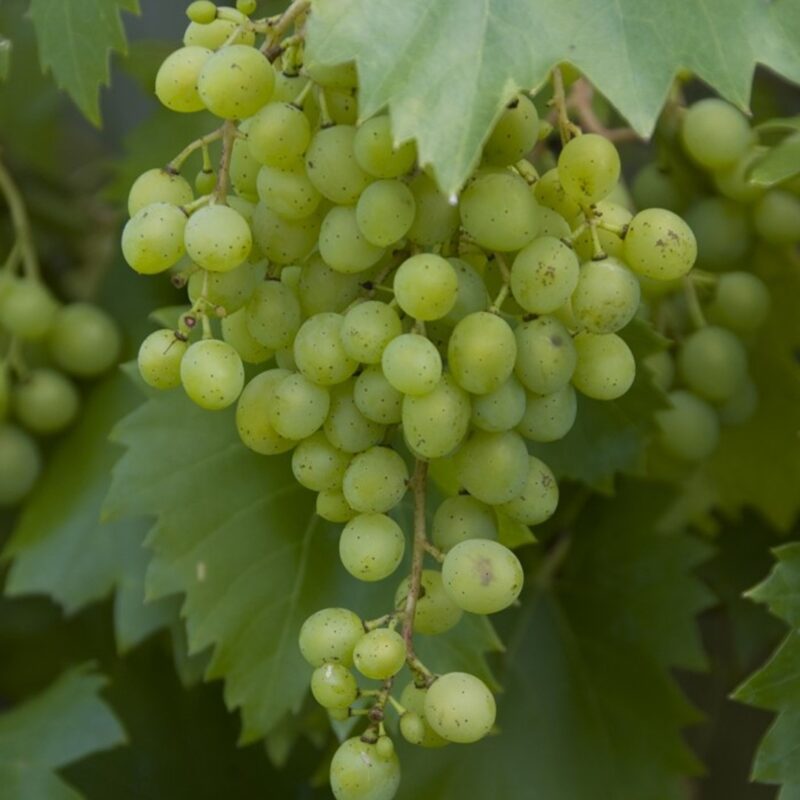 Vitis Vroege van der Laan (Witte Druif)