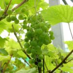 Vitis Vroege van der Laan (Witte Druif)