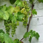 Vitis Vroege van der Laan (Witte Druif)