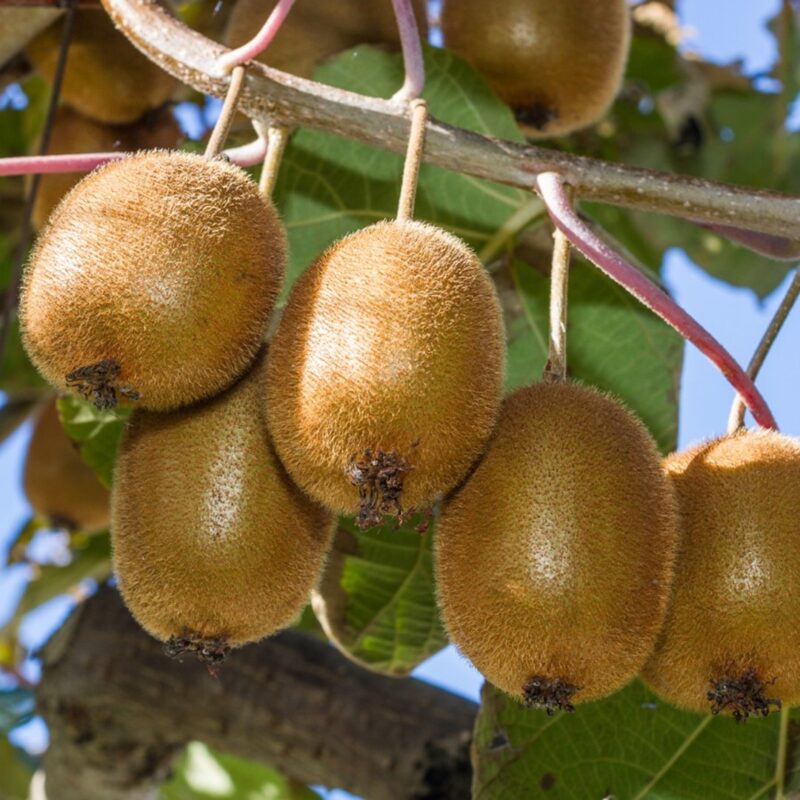 Kiwi Actinidia deliciosa Jenny (Zelfbestuivend)
