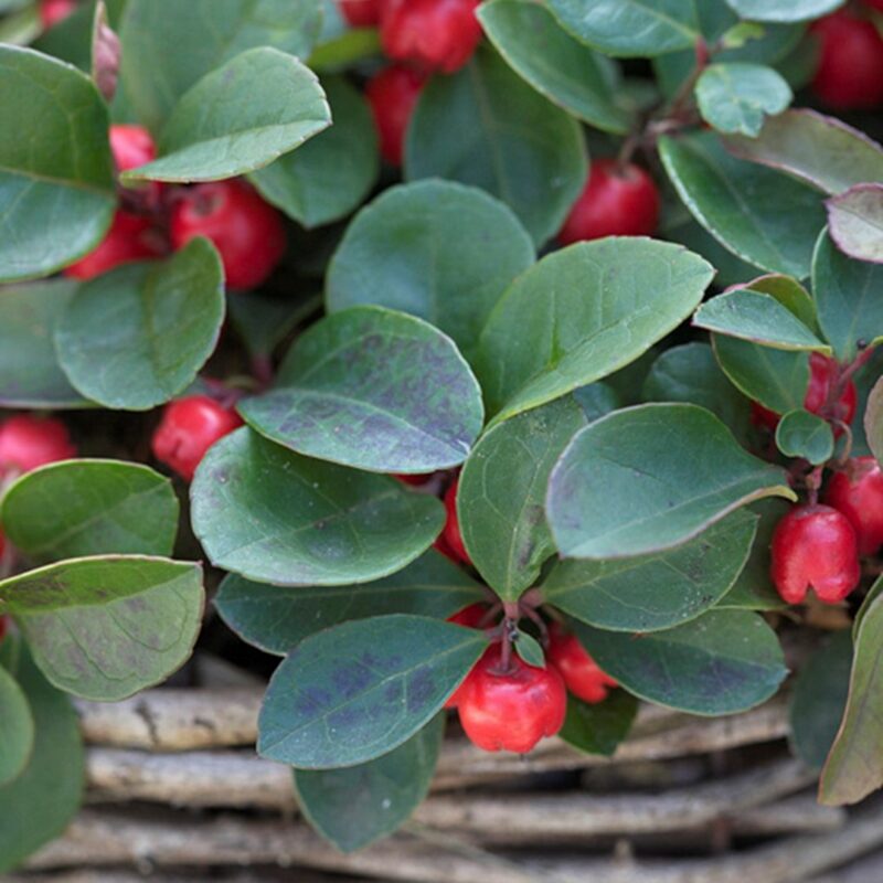 Gaultheria procumbens bergthee