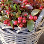Gaultheria procumbens bergthee