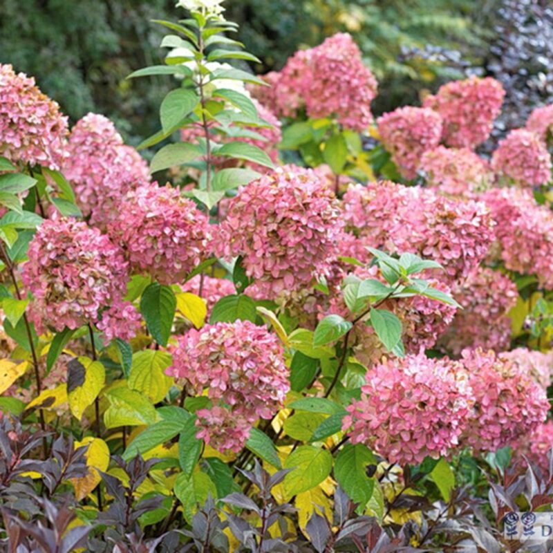 Hydrangea paniculata Pinky Winky