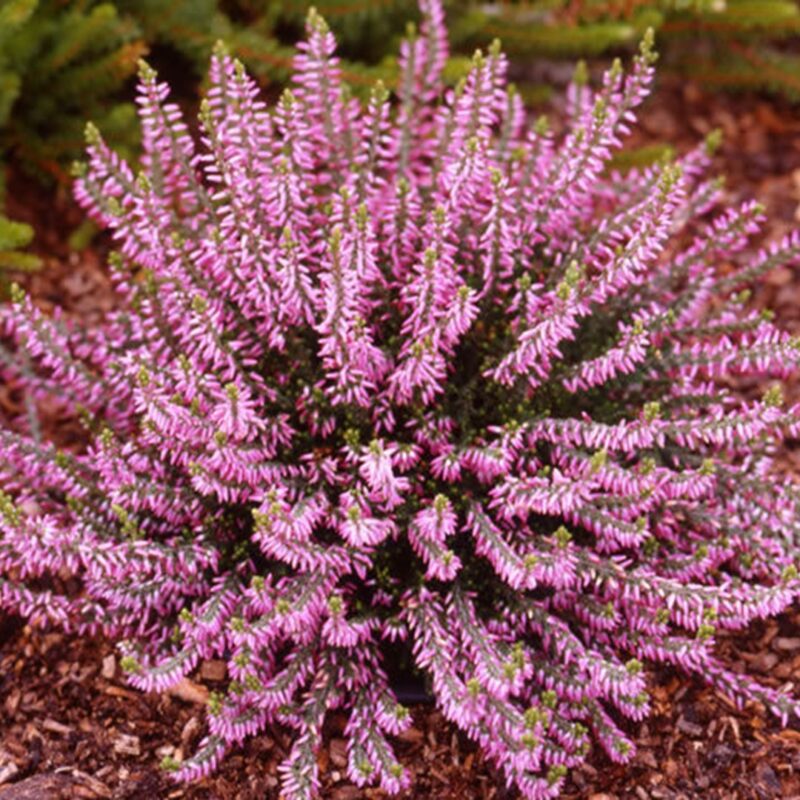 10x Calluna V Marleen (per 10)